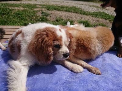 f:id:roukenhome-ann:20190519125904j:plain