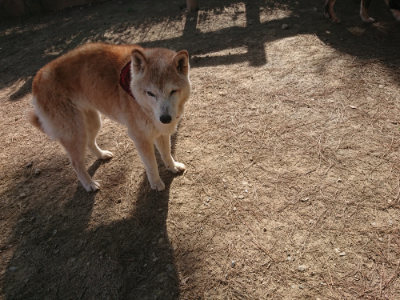 f:id:roukenhome-ann:20190519130020j:plain