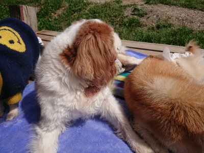 f:id:roukenhome-ann:20190519130051j:plain