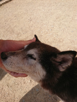 f:id:roukenhome-ann:20190519130235j:plain