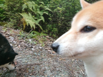 f:id:roukenhome-ann:20190519133203j:plain