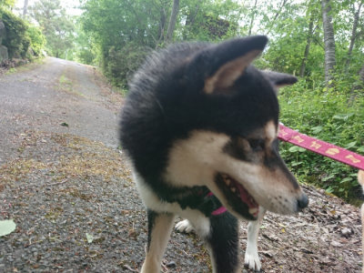 f:id:roukenhome-ann:20190519133709j:plain