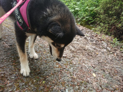 f:id:roukenhome-ann:20190519133749j:plain
