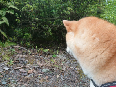 f:id:roukenhome-ann:20190519133949j:plain
