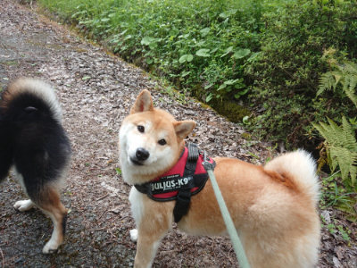 f:id:roukenhome-ann:20190519134223j:plain