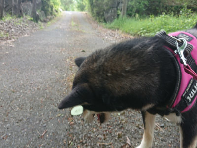 f:id:roukenhome-ann:20190519134246j:plain