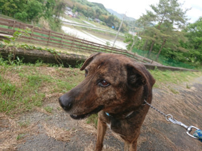 f:id:roukenhome-ann:20190519134337j:plain
