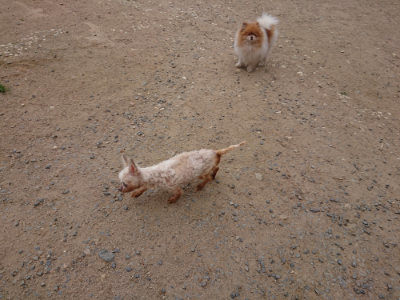 f:id:roukenhome-ann:20190519134345j:plain