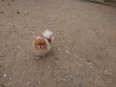 f:id:roukenhome-ann:20190519134446j:plain