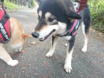 f:id:roukenhome-ann:20190519134552j:plain