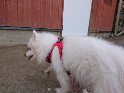 f:id:roukenhome-ann:20190519174026j:plain