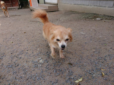 f:id:roukenhome-ann:20190519174044j:plain