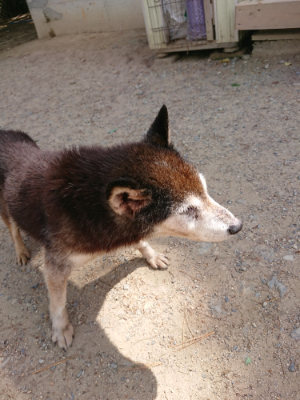 f:id:roukenhome-ann:20190519174136j:plain