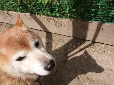 f:id:roukenhome-ann:20190519174147j:plain