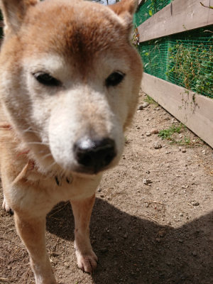f:id:roukenhome-ann:20190519174216j:plain