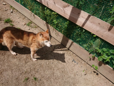 f:id:roukenhome-ann:20190519174221j:plain