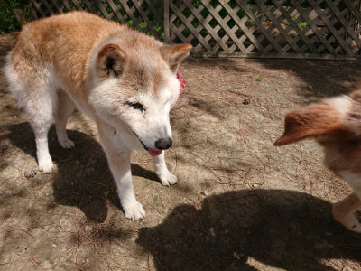 f:id:roukenhome-ann:20190519174250j:plain