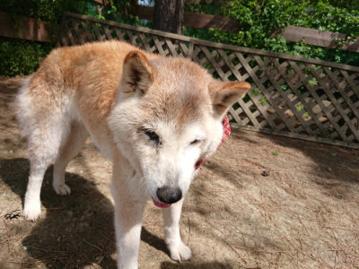 f:id:roukenhome-ann:20190519174256j:plain