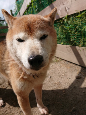 f:id:roukenhome-ann:20190519174306j:plain