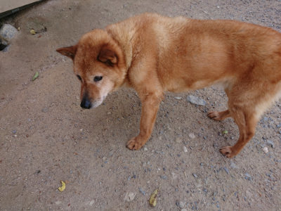 f:id:roukenhome-ann:20190519174415j:plain
