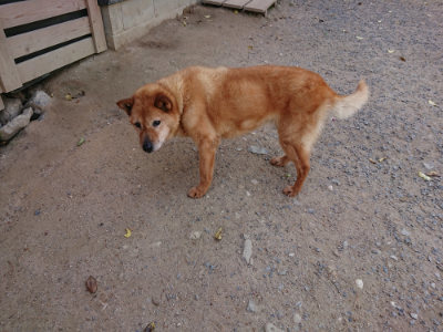 f:id:roukenhome-ann:20190519174511j:plain