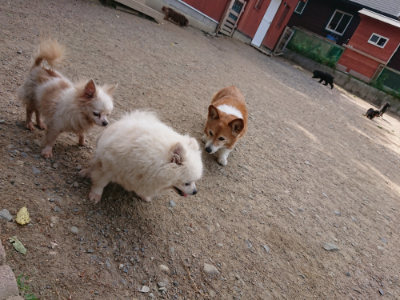 f:id:roukenhome-ann:20190519175143j:plain