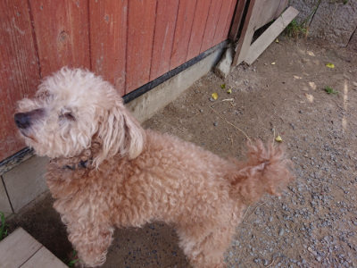 f:id:roukenhome-ann:20190519183532j:plain