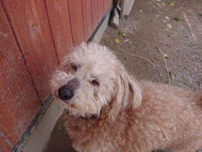 f:id:roukenhome-ann:20190519183538j:plain