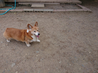 f:id:roukenhome-ann:20190519183620j:plain