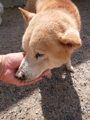 f:id:roukenhome-ann:20190519183709j:plain