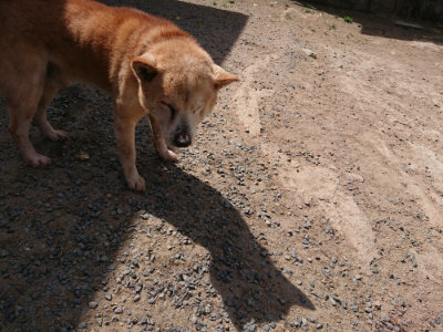 f:id:roukenhome-ann:20190519192207j:plain