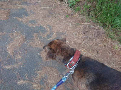 f:id:roukenhome-ann:20190520065150j:plain