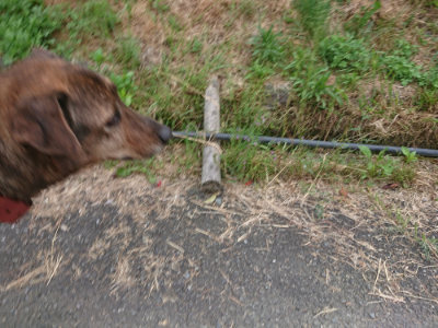 f:id:roukenhome-ann:20190520065155j:plain