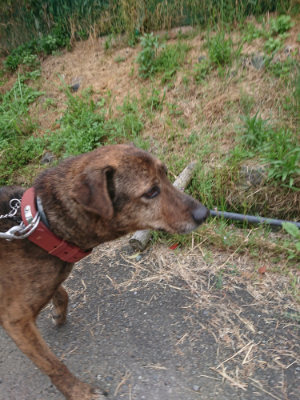f:id:roukenhome-ann:20190520065201j:plain