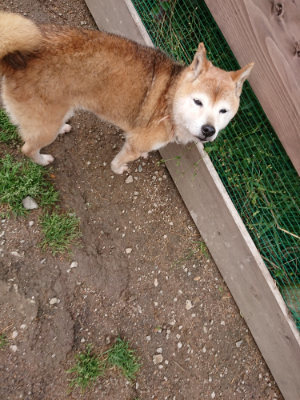 f:id:roukenhome-ann:20190521125217j:plain