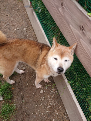f:id:roukenhome-ann:20190521125223j:plain