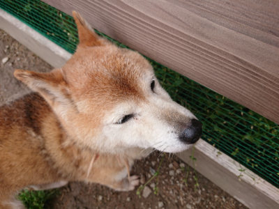 f:id:roukenhome-ann:20190521125245j:plain