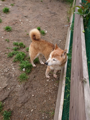 f:id:roukenhome-ann:20190521125250j:plain