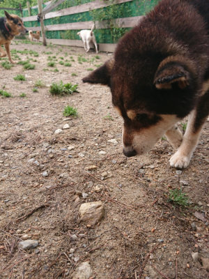 f:id:roukenhome-ann:20190521125438j:plain