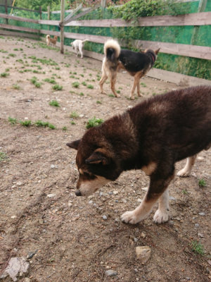 f:id:roukenhome-ann:20190521125530j:plain