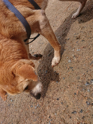 f:id:roukenhome-ann:20190521125625j:plain