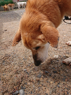 f:id:roukenhome-ann:20190521125656j:plain