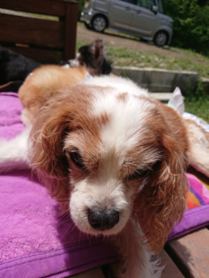 f:id:roukenhome-ann:20190521125736j:plain
