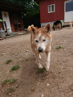 f:id:roukenhome-ann:20190521125922j:plain