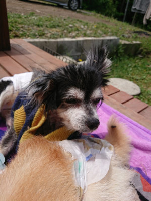 f:id:roukenhome-ann:20190521130009j:plain