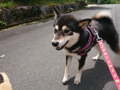 f:id:roukenhome-ann:20190521130028j:plain