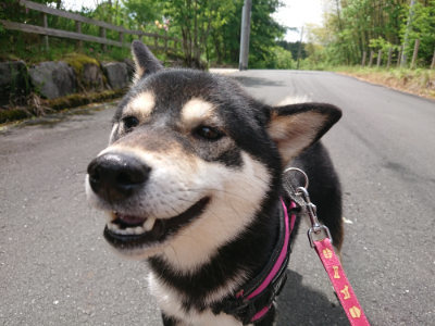 f:id:roukenhome-ann:20190521130034j:plain