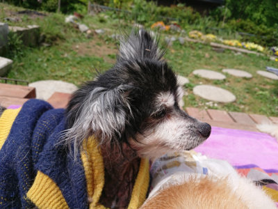 f:id:roukenhome-ann:20190521130040j:plain
