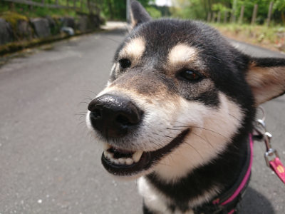 f:id:roukenhome-ann:20190521130103j:plain