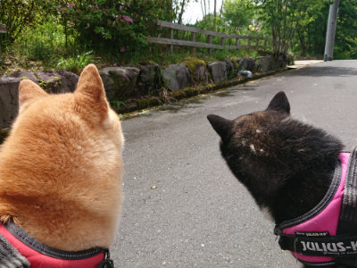 f:id:roukenhome-ann:20190521130113j:plain